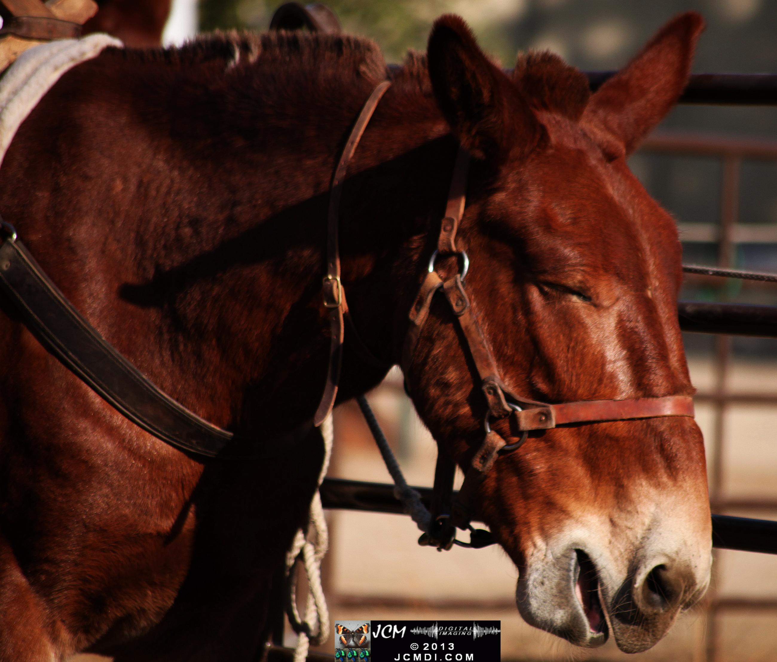 100 Mule Team at Whitney Canyon